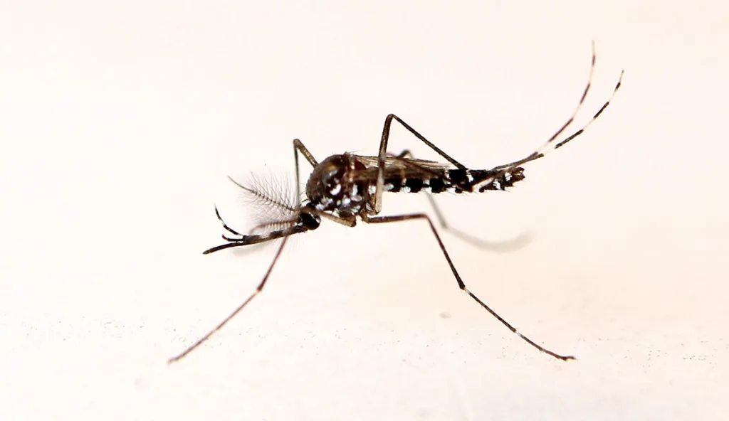 mosquito maleaedes 1